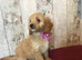 Adorable Fluff Ball Cockalierpoo pups