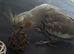 Tame and talking cockatiel pair