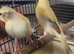 X4 Canaries 7 weeks old stunning colours £30 each