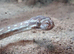 Centralian python Bredls python
