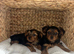 Gorgeous Yorkshire terrier puppies