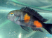 Tropheus cichlid