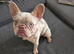 Isabella lilac merle Frenchie