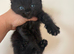 Ragdoll cross