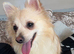 Pomchi