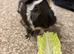 Piggy