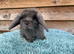 Pure mini lops