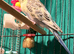 Young Budgies 8 to 10 Weeks Old Available Runcorn Area