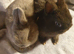 Netherland darf babies from my show lines