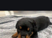 8 Rottweiler puppies