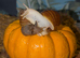 8 for &pound;10 Albino & Standard Giant African Land Snails jadatzi