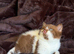 Cinnamon British shorthair kittens READY NOW