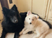 Proven - Black German Shepherd Dog - At Stud