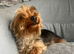 Yorkshire terrier 1 year old girl