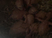 Fischer lovebirds For handfeed