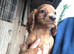 Kc cocker spaniel puppies