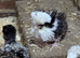 Polish Chicks All colours