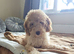 F1b Cavapoo Puppies