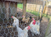 Booted Bantams 4 female + 1 male