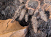 Salmon pink bird eater tarantula PAIR