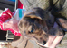 Miniature dahshund x toy poodle