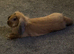 Male rabbit