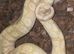 Male and female royal python for sale