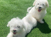 Purebred Maltese Puppies Female