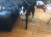 Border collie male