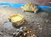 Indian star tortoise breeding trio
