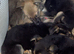 Rottweiler/ malinois pups