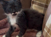 2 lovely black and white boy kittens