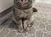 Beautiful BSH male cat