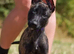 Dutch Herder X