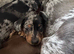 Beautiful Miniature Dachshund Puppies