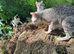 Savannah cross kittens