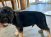 Cocker spaniel cross