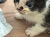 Kittens for sale