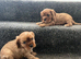 One Black and Tan boy available - cavaliers! Health tested