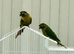Proven Breeding Pair of Conures