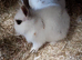 Mini rex x mini lion head