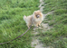 Lilac and tan pomeranian female
