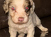 Male springer spaniel puppy for sale