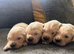 Golden Retreiver pups