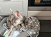 I have a 16 week KC reg old blue tan female for sale.