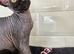 Canadian sphynx