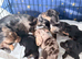 Jack x dachshund last dappel boy
