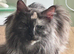 Pedigree Female Mainecoon kitten