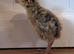 Day-old coturnix quail chicks