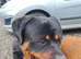 )   Stunning & Unique Shepweiler Mastiff Puppies &ndash; Reared with Love!